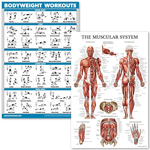 QuickFit 바디웨이트 운동법 자세 포스터 & 머슬 시스템 해부도 세트