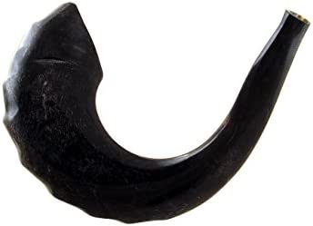 Kosher Black Rams Horn Polished Shofar by Peer Hastam 11-12
