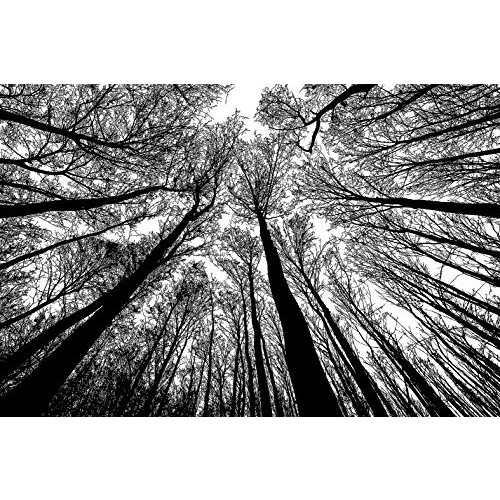 Bgraamiens Puzzle-Forest 매트 White-1000 피스 Creative White Nature Scenery Hard 퍼즐 블루 Board Jigsaw